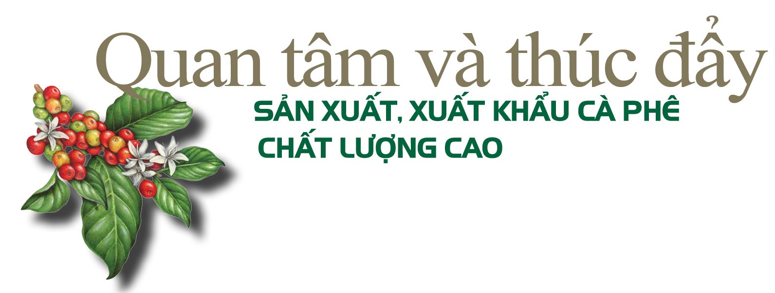 Longform | Sơn La: Cà phê Bích Thao và hành trình xây dựng thương hiệu