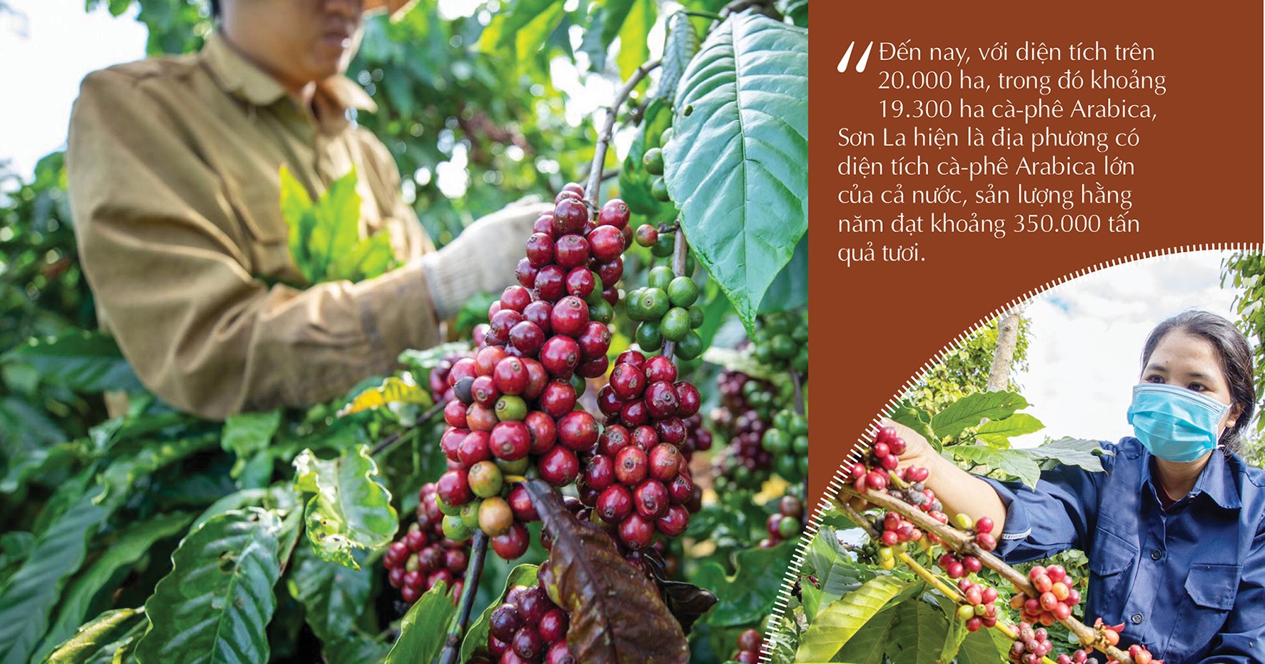 Longform | Sơn La: Cà phê Bích Thao và hành trình xây dựng thương hiệu
