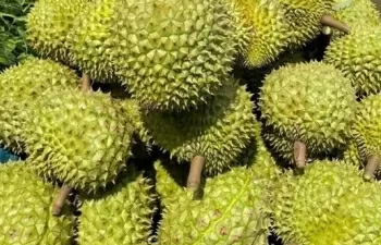 ban giai phap phat trien ben vung cho nganh sau rieng