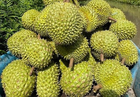 sau rieng viet them doi thu canh tranh tai thi truong ty dan