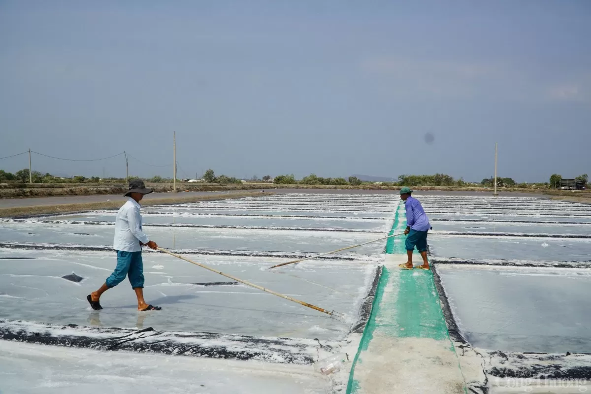 Bà Rịa - Vũng Tàu: Mưa trái mùa, diêm dân thất thu vụ muối