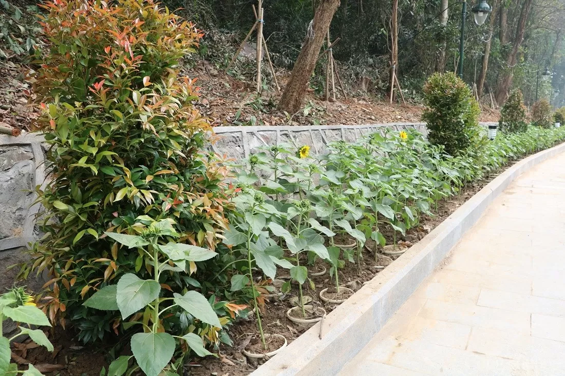 Cảnh quan Đền Hùng trước ngày Giỗ Tổ Hùng Vương