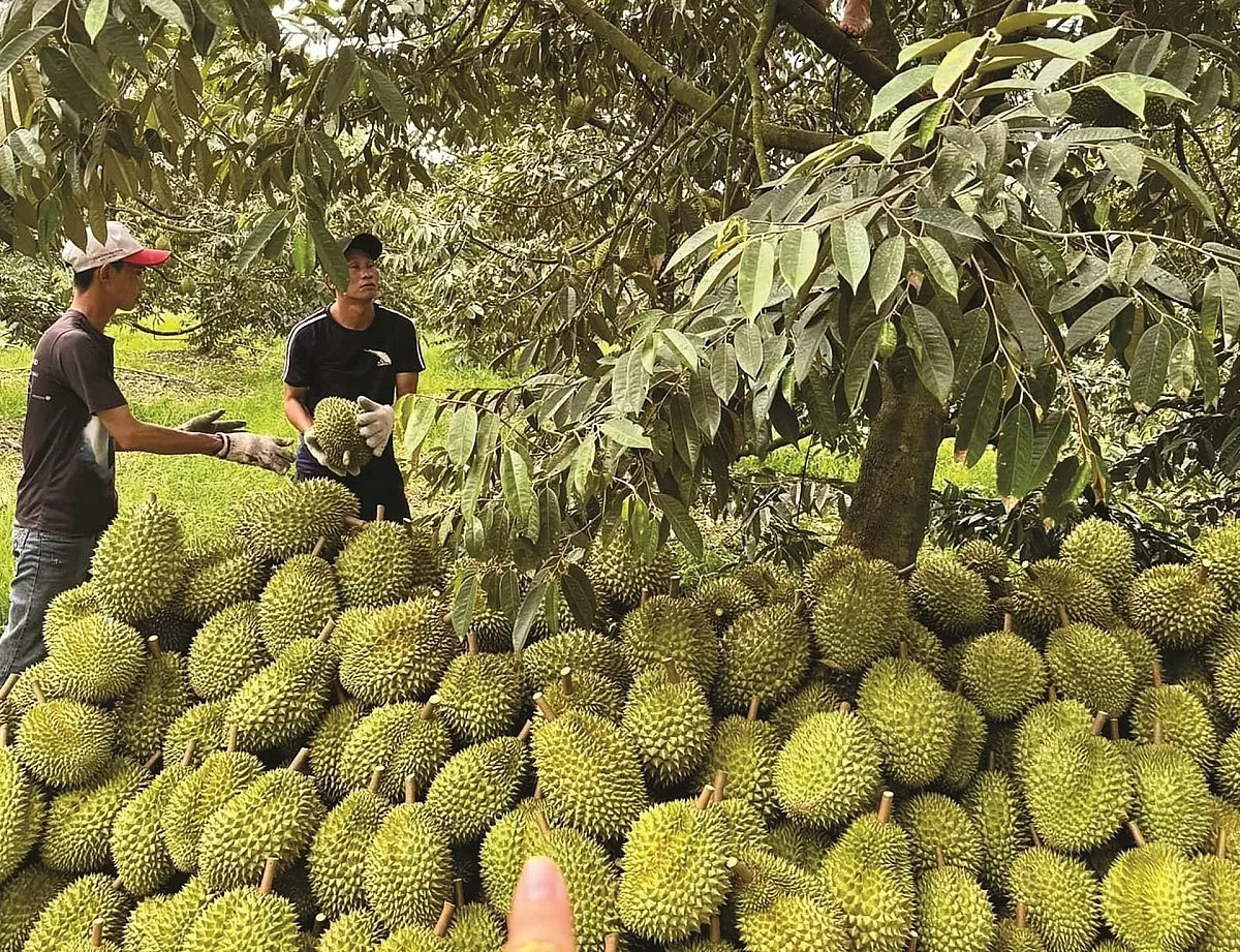 Thu hoạch sầu riêng tại miền Tây Nam Bộ. Ảnh: Đoàn Xá