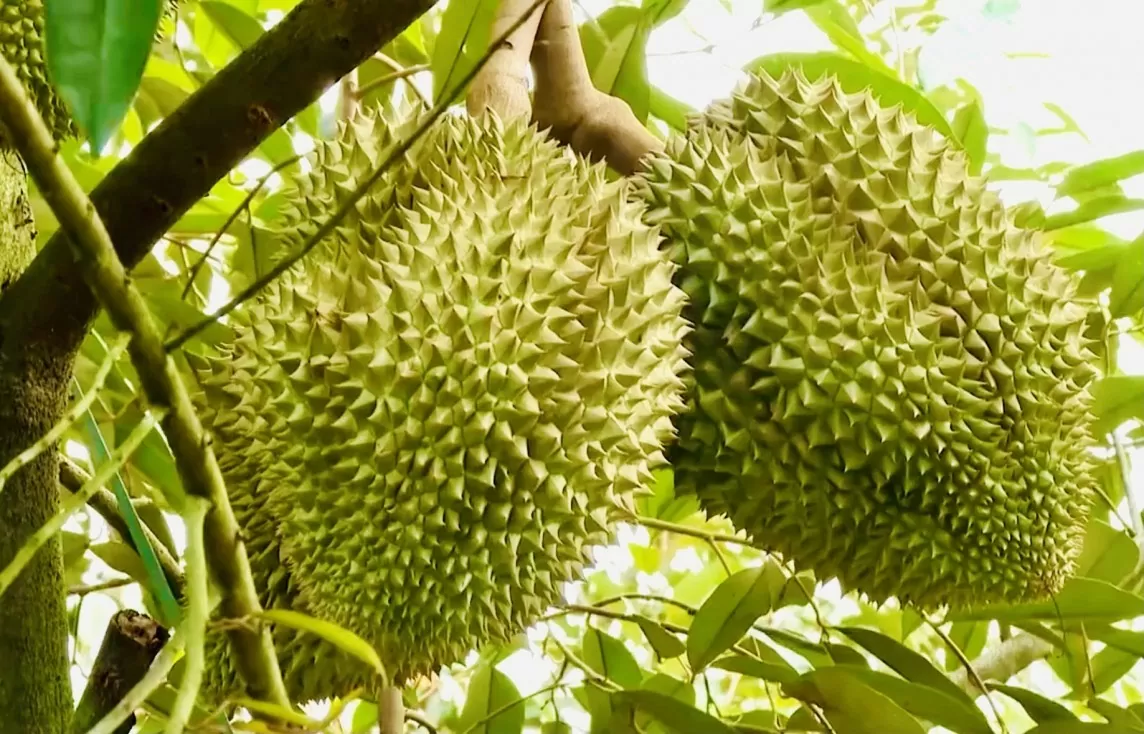 Gần 1.000 mã số cấp mới, sầu riêng rộng cửa xuất khẩu