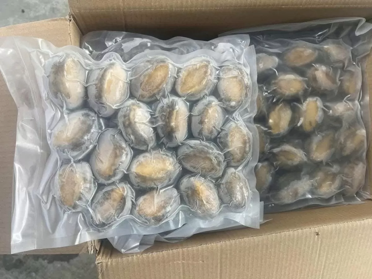 Bào ngư - hải sản thượng hạng nay giá rẻ bất ngờ