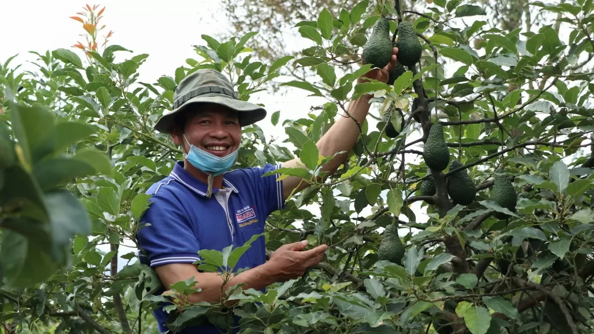 Quảng bá bơ Lâm Đồng trên chuyến bay Việt Nam - Hàn Quốc