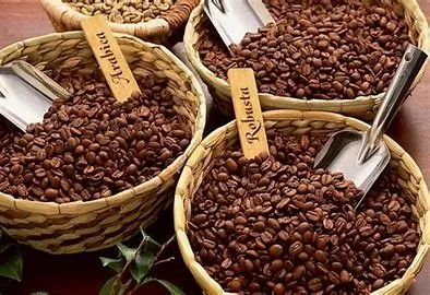 Việt Nam là nước sản xuất cà phê Robusta lớn nhất thế giới, với khoảng 97% sản lượng cà phê trong nước là Robusta. Ảnh minh họa