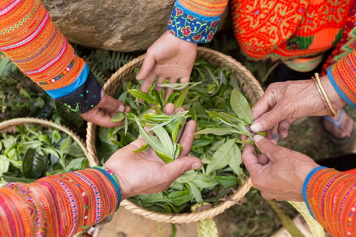 Chè Shanam: Tinh hoa từ những búp chè cổ thụ Tà Xùa