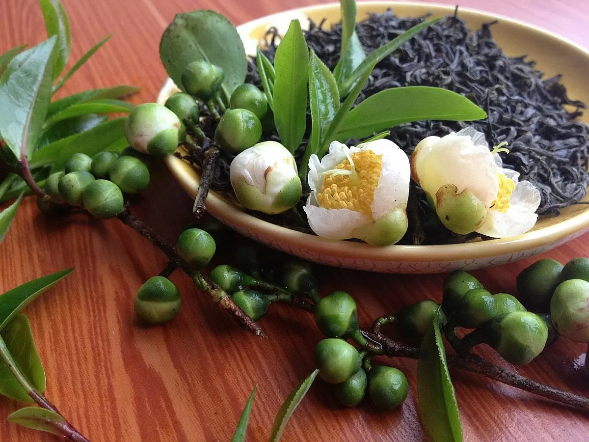 Chè Shanam: Tinh hoa từ những búp chè cổ thụ Tà Xùa