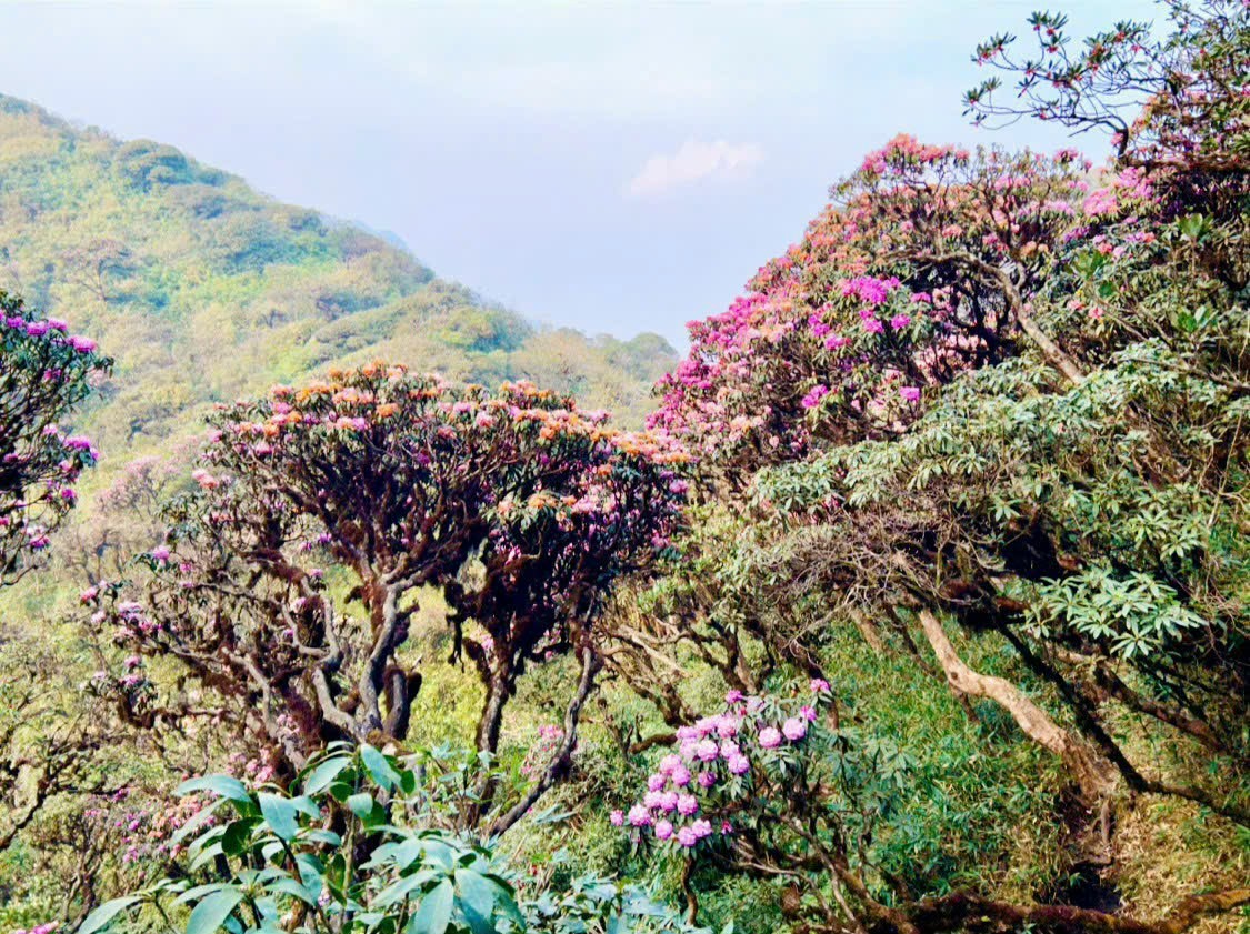 hoa đỗ quyên