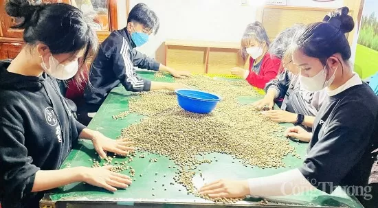Giá cà phê hôm nay 28/3/2025 trong nước, thế giới cùng giảm