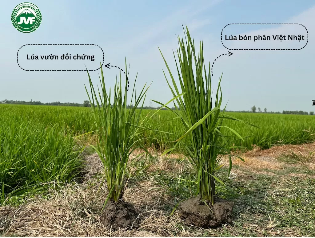 Phân bón Việt Nhật: Bước tiến mới trong công nghệ nông nghiệp