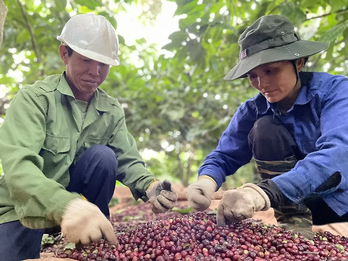 Nông sản Đắk Lắk: Từ đất đỏ bazan vươn tầm thế giới