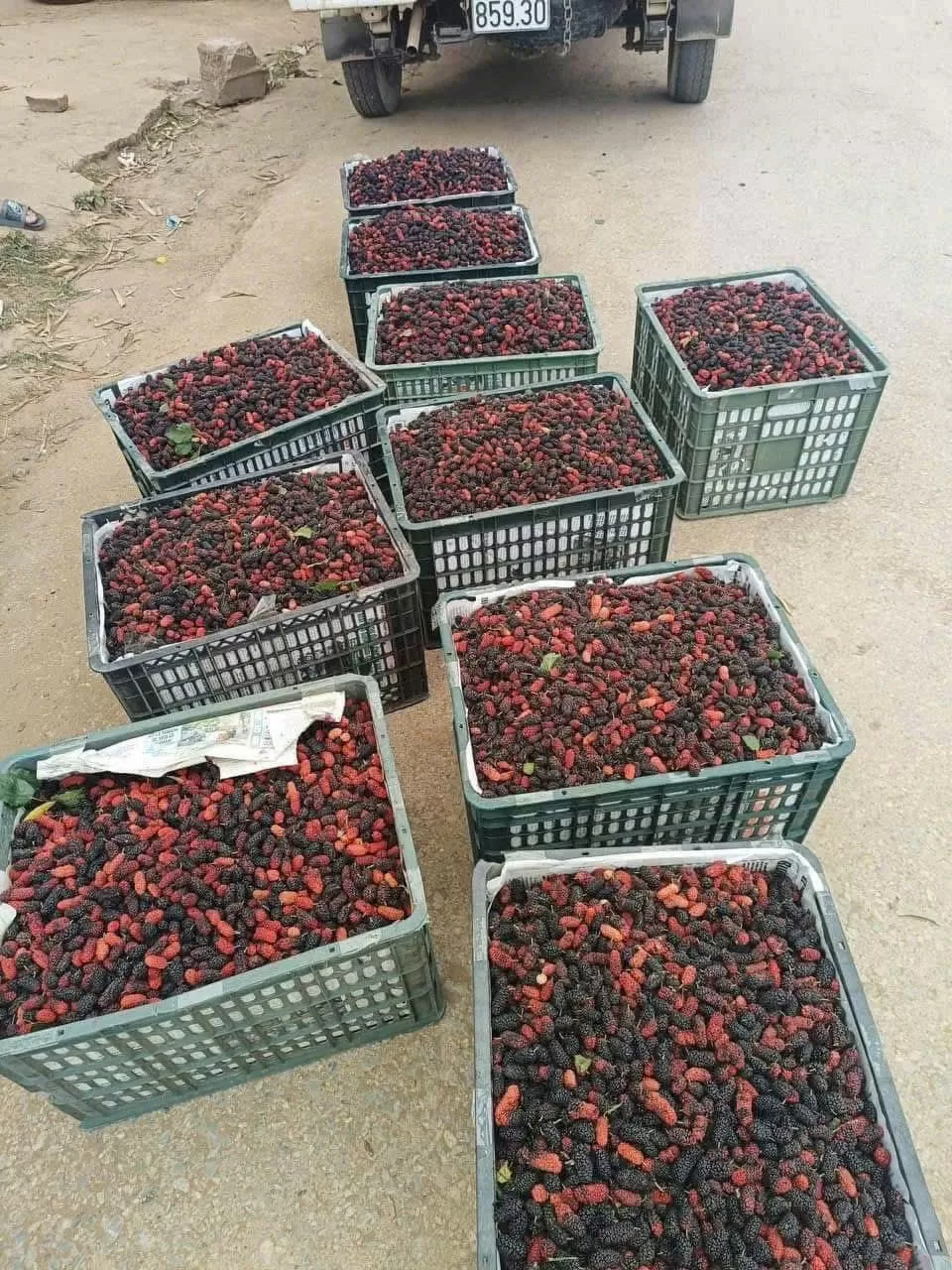 Dâu tằm đổ bộ chợ Việt, tiểu thương 'chốt đơn' mỏi tay