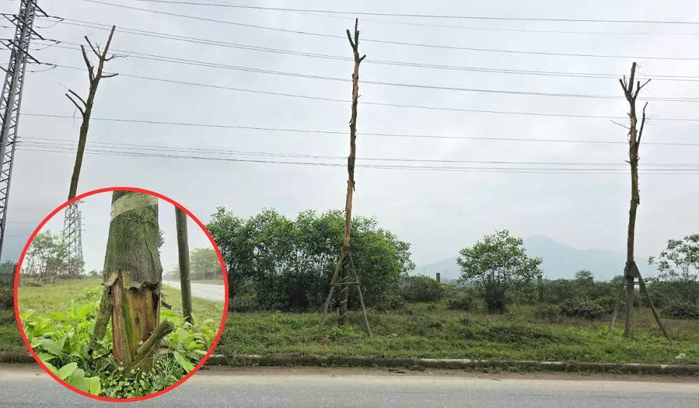 dự án trồng cây xanh hà tĩnh