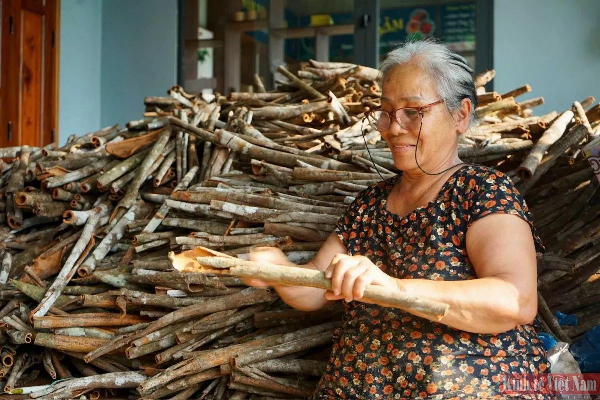Quế Trà My trước khi ra thị trường sẽ được người dân sơ chế, làm sạch phần rêu, mốc...