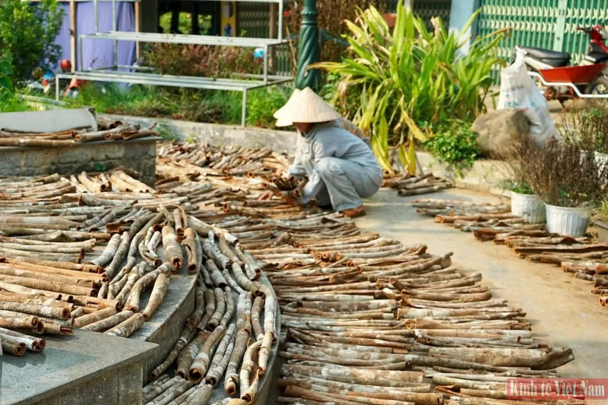 Hiện nay, quế Trà My mới chủ yếu bán theo dạng thô (vỏ quế tươi hoặc thô) nên giá trị gia tăng chưa cao