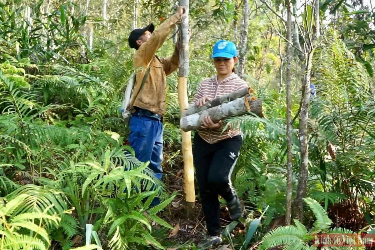 Người dân thu hoạch quế Trà My