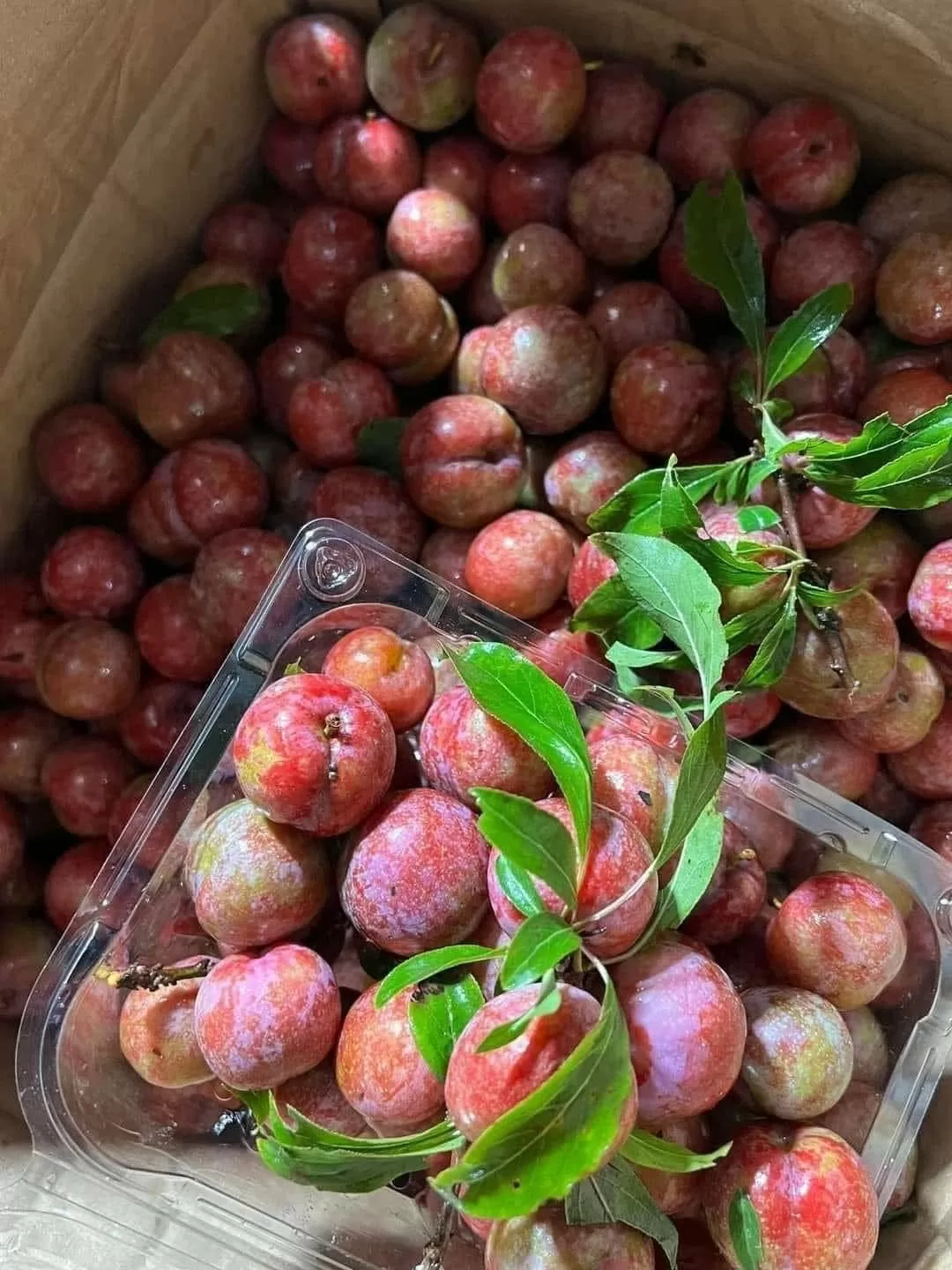 Mận hậu được đóng thành từng hộp 500gr. Ảnh: Nguyễn Vân
