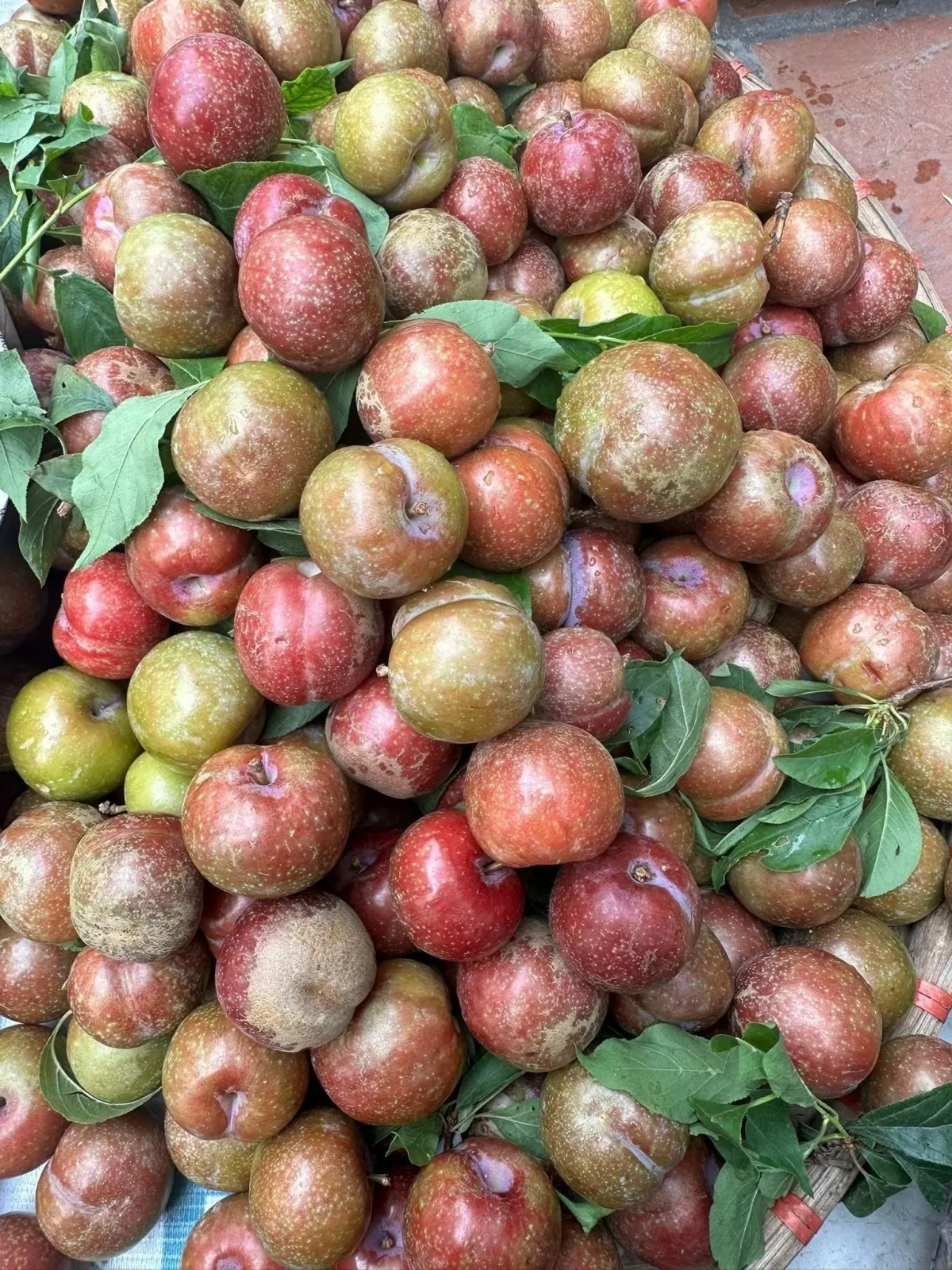 Mận hậu đầu mùa được bán với mức giá cao vượt trội so với mọi năm. Ảnh: Nguyễn Vân