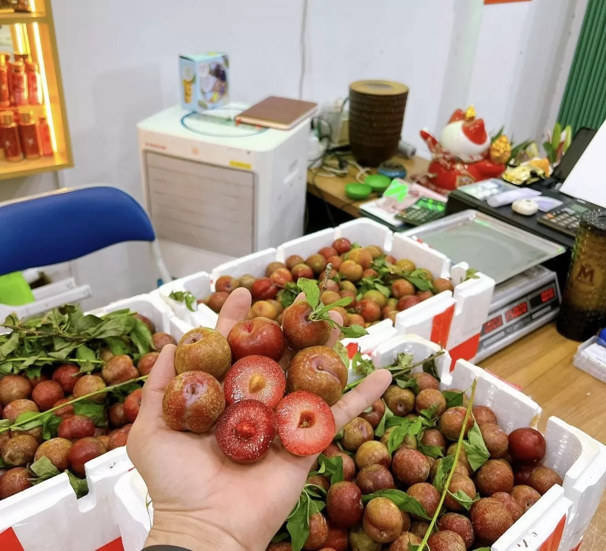 Mận hậu tại cửa hàng trái cây được tuyển chọn kỹ lưỡng để đến tay khách hàng. Ảnh: Nguyễn Vân