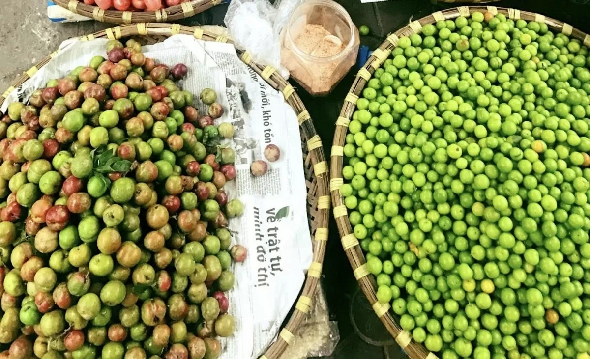Mận hậu đầu mùa còn xanh và có vị chua hơn. Ảnh: Nguyễn Thanh