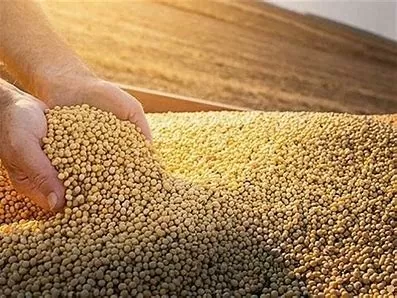 Giá đậu nành kỳ hạn trên sàn CBOT đã vượt 14,25 USD/giạ – tăng 18% so với cùng kỳ năm trước. Ảnh minh họa