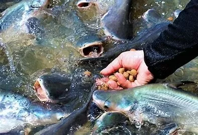 ức ăn cho cá lại có thể trở thành nạn nhân trực tiếp của những cú đòn thuế mang tính địa chính trị giữa các siêu cường. Ảnh minh họa