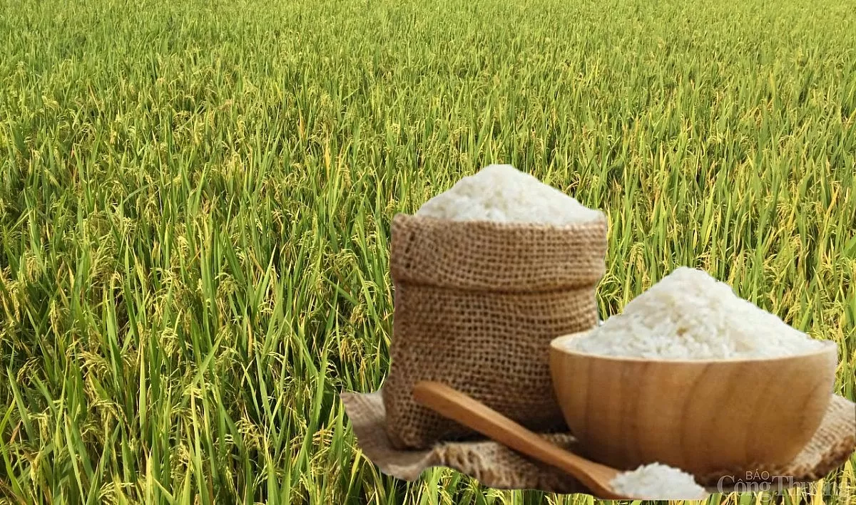 Giá lúa gạo hôm nay ngày 24/4: Gạo xuất khẩu tăng giá