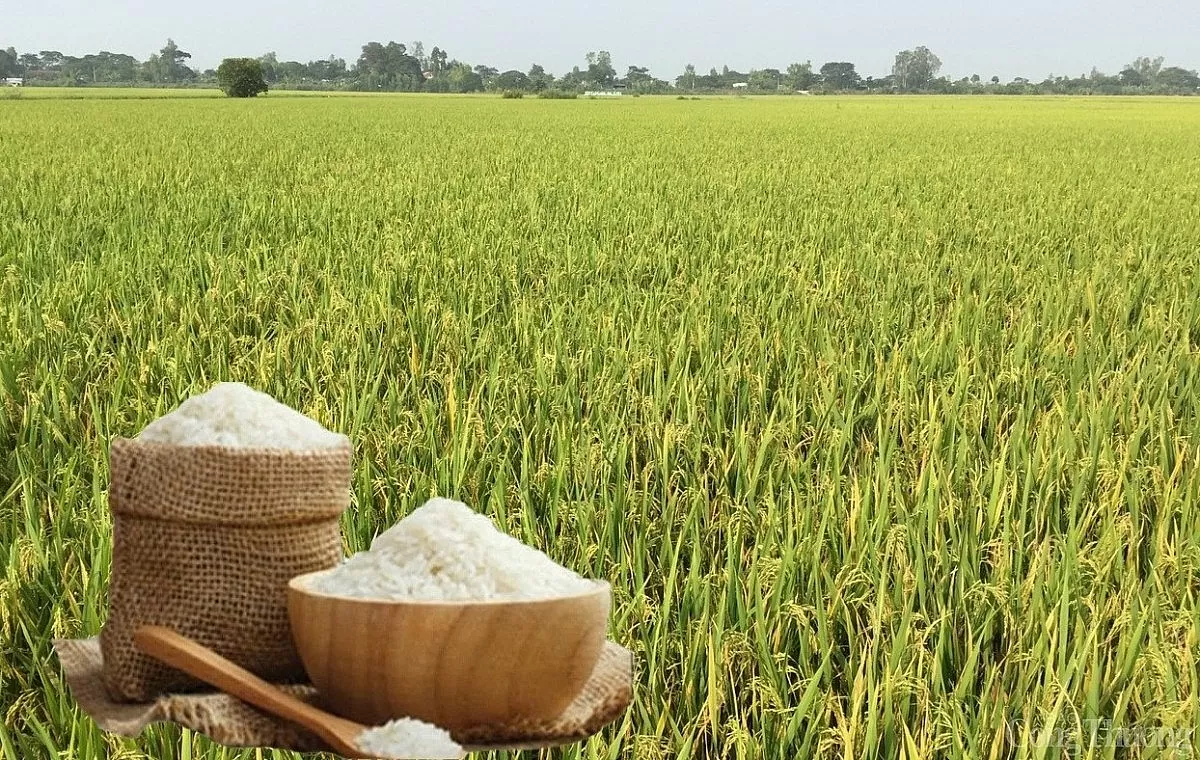 Giá lúa gạo hôm nay ngày 11/4: Tăng giảm trái chiều
