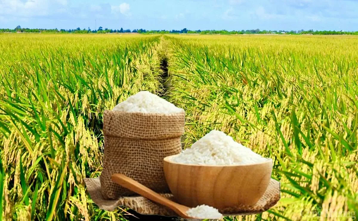 Giá lúa gạo hôm nay ngày 8/4: Gạo nguyên liệu tăng