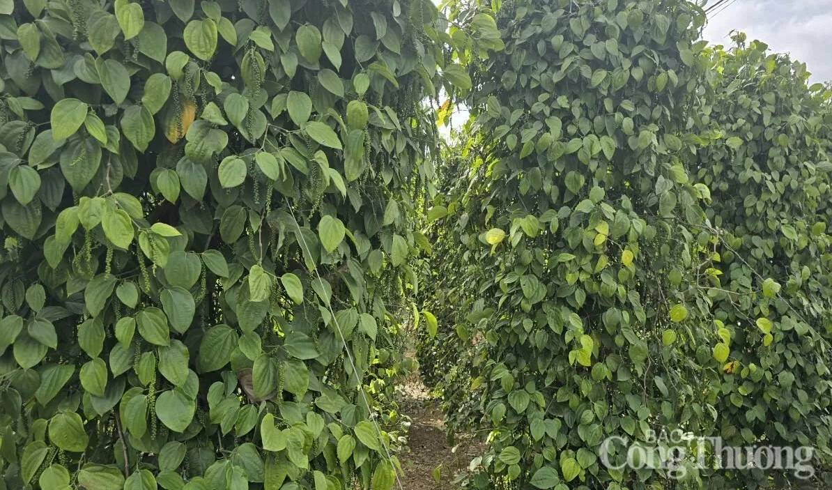 Giá tiêu hôm nay 8/4/2025, thị trường duy trì bình ổn