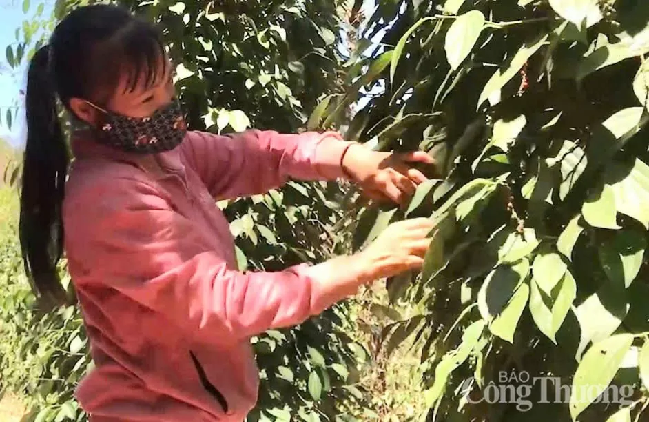 Giá tiêu hôm nay 8/4/2025, thị trường duy trì bình ổn