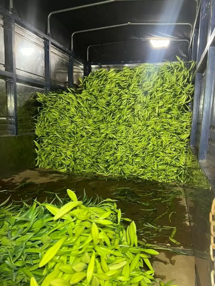 Hoa loa kèn đang được các tiểu thương nhập về bán tại chợ hoa Quảng Bá. Ảnh: Nguyễn Vy