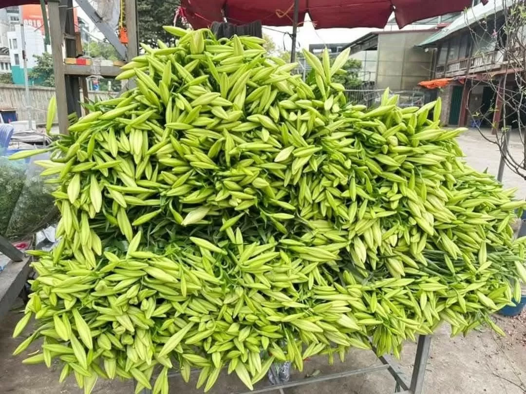 Hoa loa kèn, loài hoa trắng tinh khôi gắn liền với tháng 4 đang bước vào đầu vụ. Ảnh: Nguyễn Vy