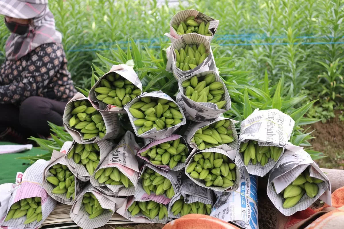 Hoa loa kèn giá cao, người Hà Thành vẫn ‘rút ví’ mua