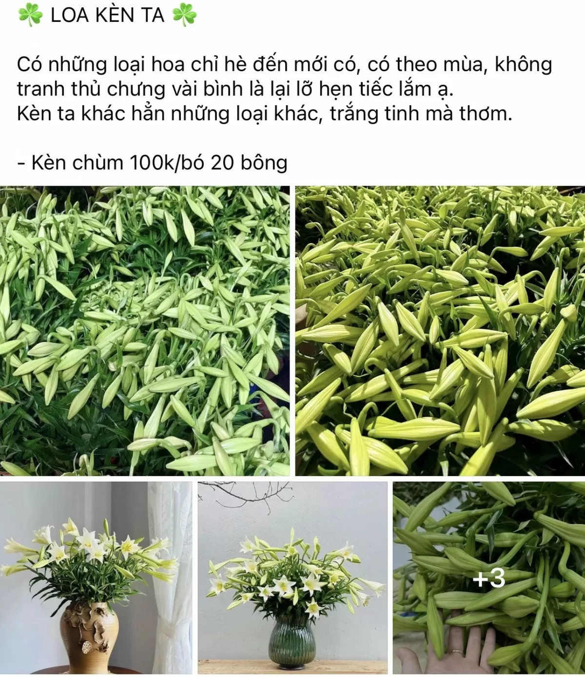 Hoa loa kèn giá cao, người Hà Thành vẫn ‘rút ví’ mua