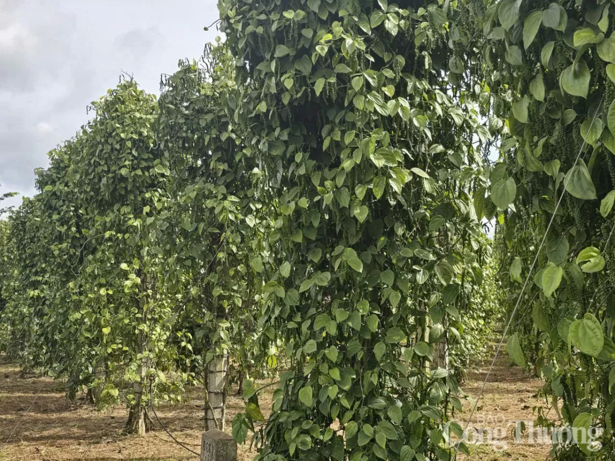 Giá tiêu hôm nay 9/4/2025, thị trường giảm mạnh