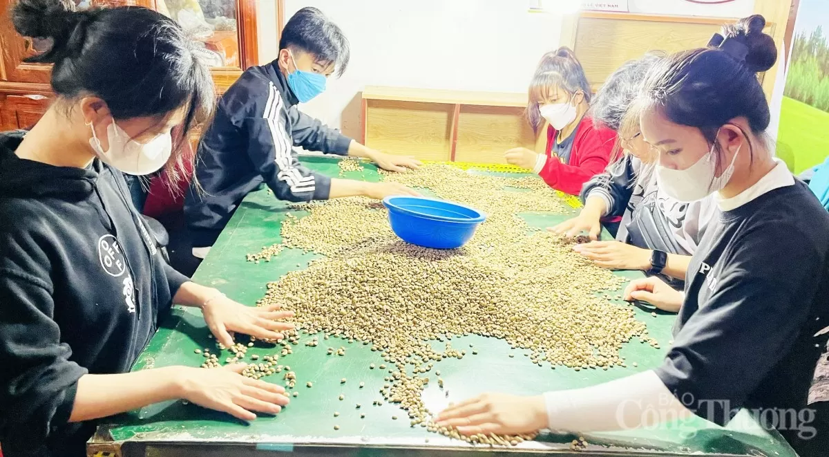Giá cà phê hôm nay 9/4/2025, thị trường tiếp đà giảm mạnh