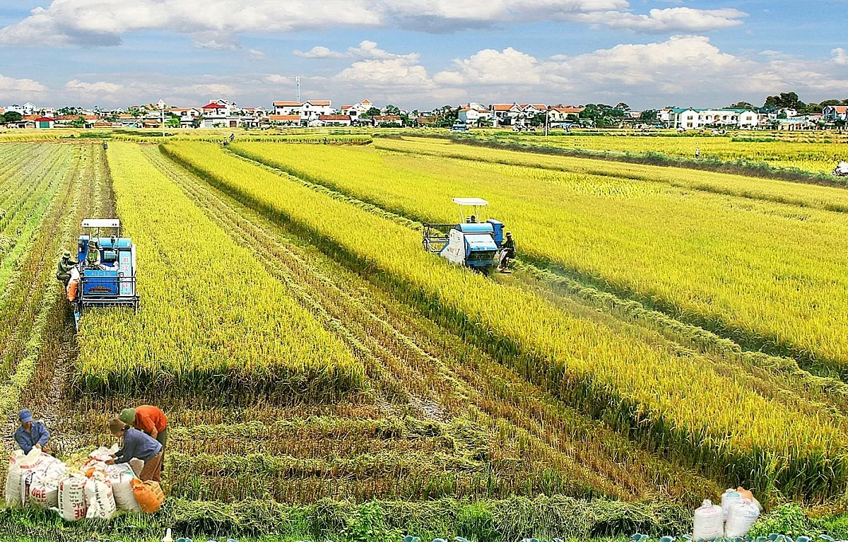 Nhân rộng Đề án 1 triệu ha lúa chất lượng cao