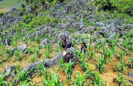 Tủa Chùa - nơi người Mông ‘xẻ’ đá trồng ngô, ‘dựng’ tương lai