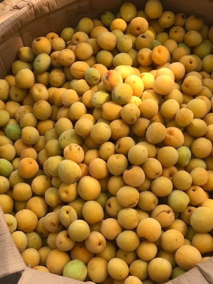 Mơ đầu mùa giá cao, nhưng vẫn được người mua 'săn lùng' vì mùi vị đặc trưng. Ảnh: Nguyễn Thanh