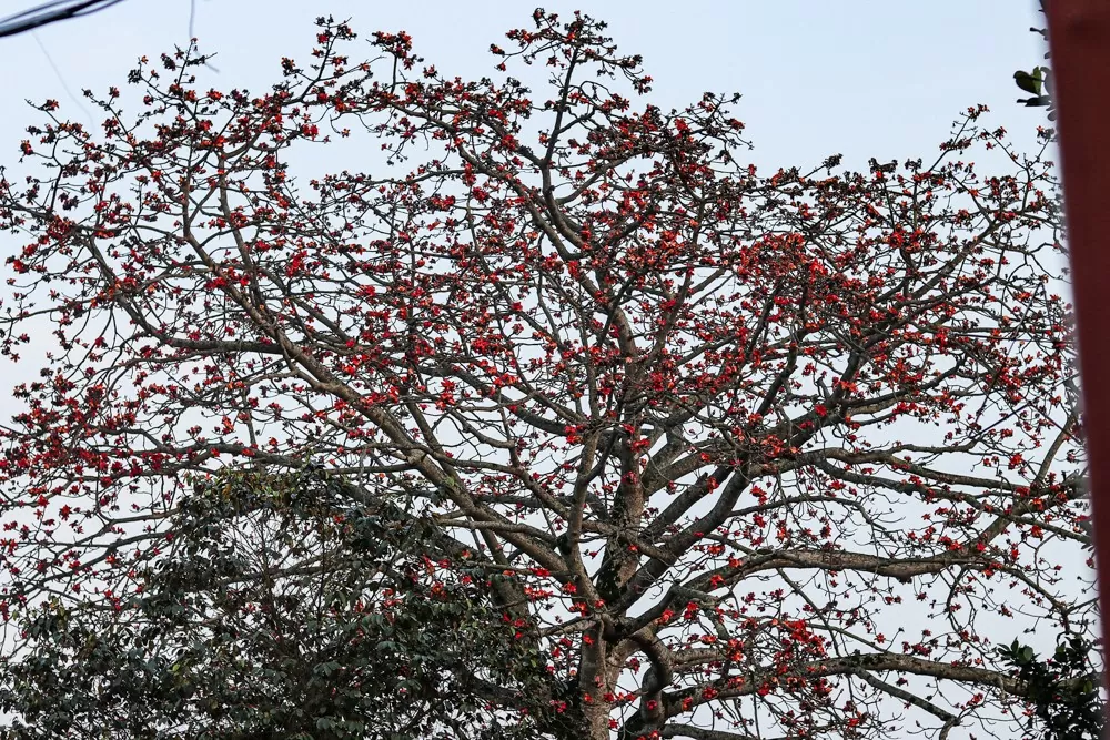 cây gạo 200 tuổi nguyễn du