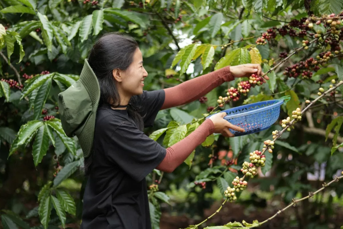 Giá cà phê hôm nay 11/4/2025, thị trường khởi sắc trở lại