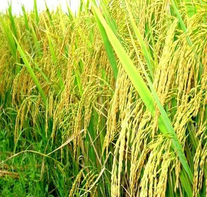 Trả dinh dưỡng lại cho đất lúa