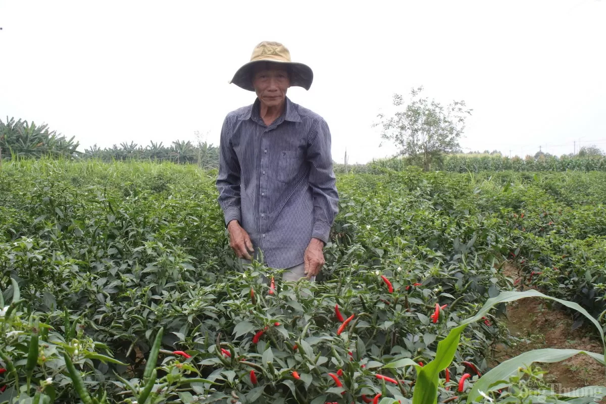 Người dân phấn khởi vì trúng đậm vụ ớt