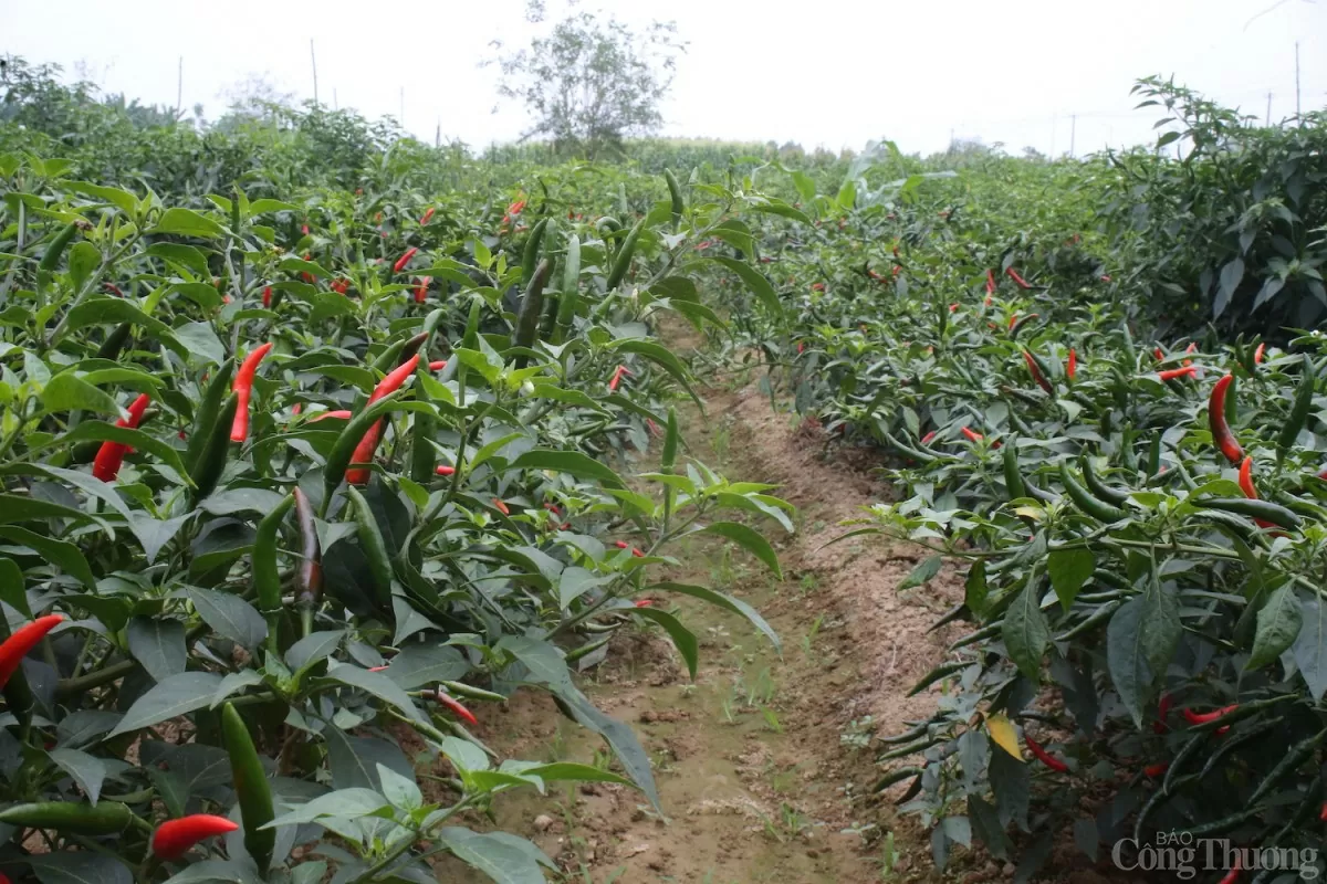 Giá cao thất thường, tiềm ẩn nhiều rủi ro vì thế Sở Nông nghiệp và Môi trường tỉnh Quảng Ngãi khuyến cáo nông dân không nên mở rộng diện tích trồng