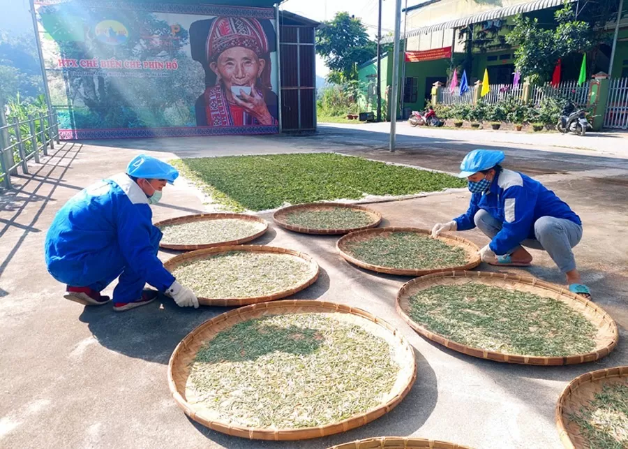 Chè Shan tuyết - ‘vàng xanh’ trên đỉnh Tây Côn Lĩnh