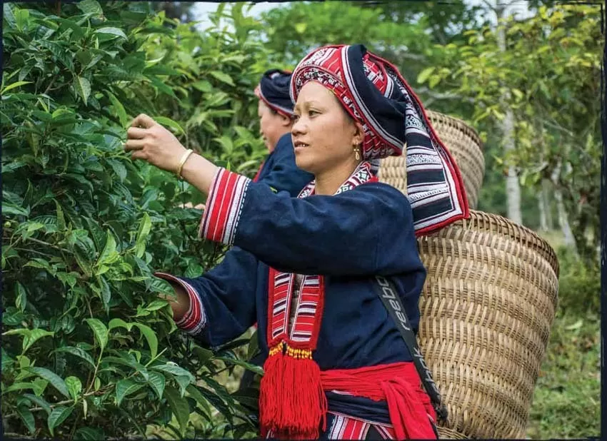 Chè Shan tuyết - ‘vàng xanh’ trên đỉnh Tây Côn Lĩnh