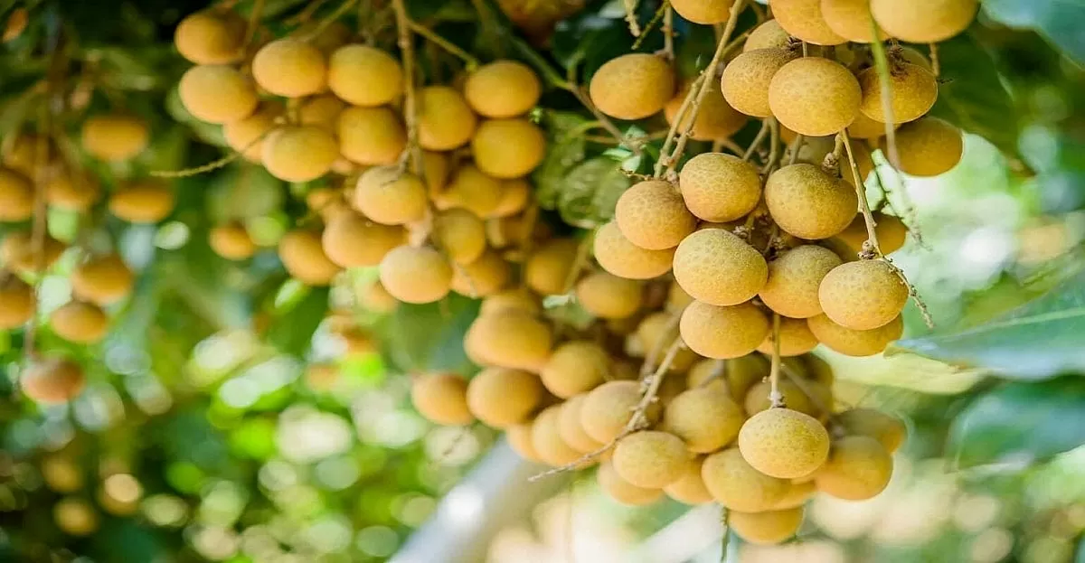 Long nhãn Sơn La - 'vàng ngọt' của núi rừng Tây Bắc